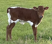 Unnamed heifer 3/9