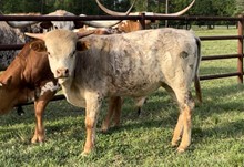 Unnamed bull-DH Bucket List X Shine On 13/14