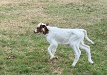 RJF DEBUTANT 032 X COLLUDER TAG 603