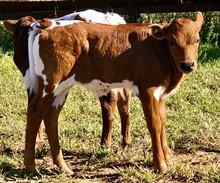 Unnamed heifer 3/8