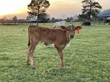 Unnamed heifer 3/1