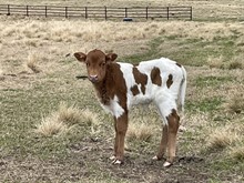 Unnamed heifer-DELTA LUCKY ACE x BL JOSEY TUFF