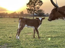 Unnamed heifer 3/3