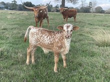 Unnamed steer-DH Bucket List x Dixieland Jazz