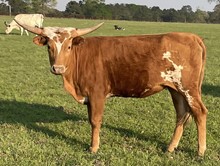 LTR LITTLE TEXAS