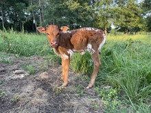 Unnamed heifer 3/10