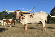 BRAZOS TRANSITION  919