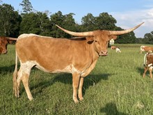 GF BEATRIZ CORONADO