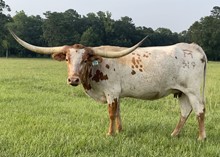 BRAZOS TRANSITION  919