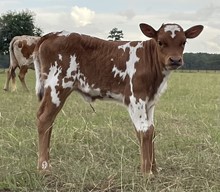 Unnamed heifer 3/11