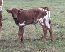 LTR JUST HARP N PAISE