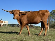 LTR FANCY’S RED DRESS