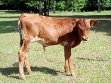 SPL Bull calf